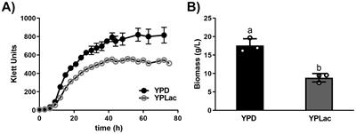 In Rhodotorula mucilaginosa, active oxidative metabolism increases carotenoids to inactivate excess reactive oxygen species